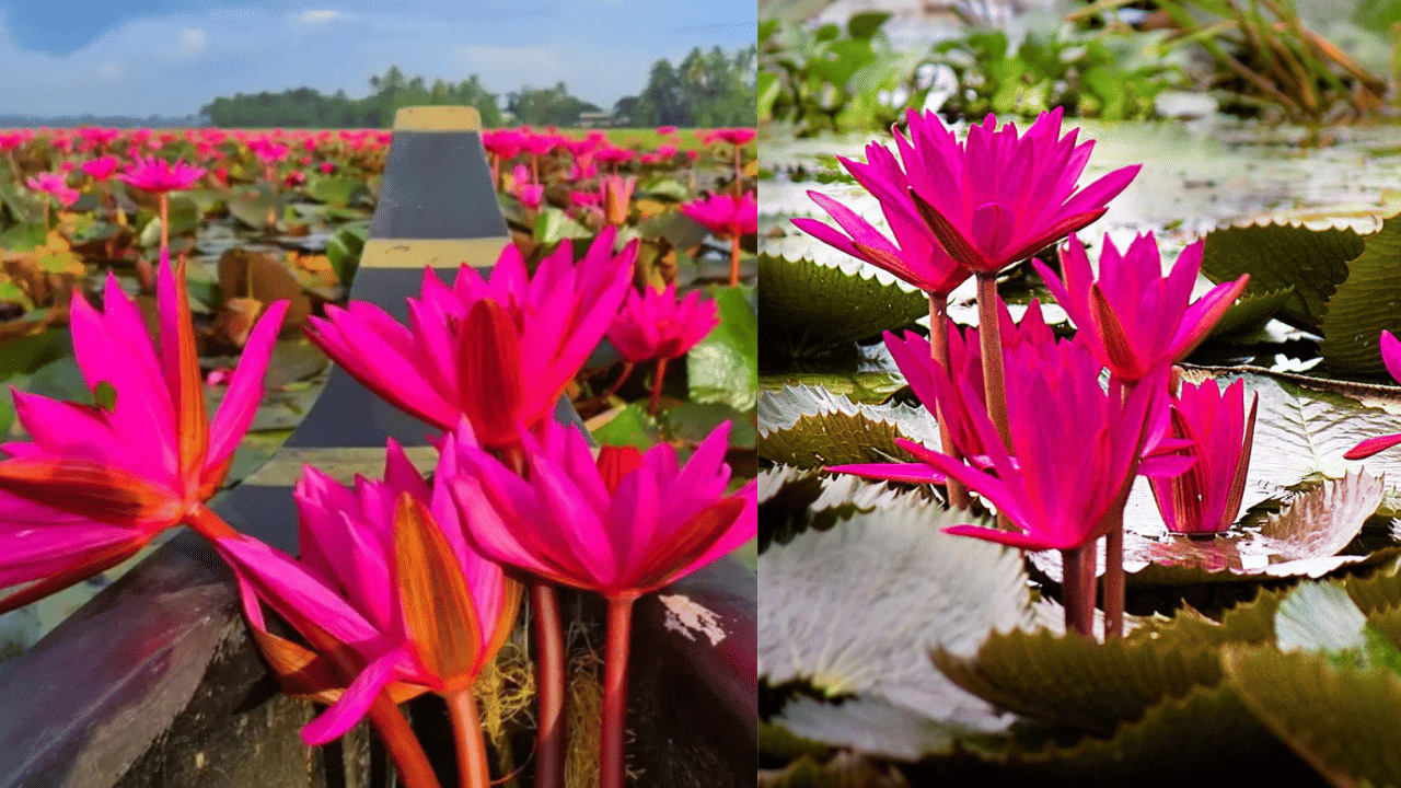 Malarikkal Water Lilly: ഹൃദയം കവരുന്ന ആമ്പൽപൂക്കൾ; മലരിക്കലിലേക്ക് യാത്ര തിരിക്കാൻ സമയമായോ