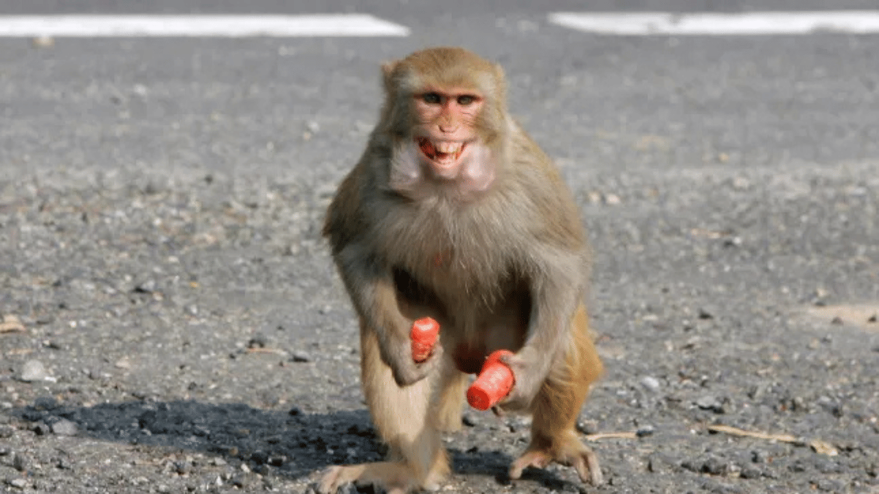 Monkey Snatches Devotee’s Purse: ക്ഷേത്രത്തിലെത്തിയ ഭക്തൻ്റെ 20 ലക്ഷം രൂപയുടെ ആഭരണങ്ങൾ മോഷ്ടിച്ചു; തട്ടിയെടുത്തത് കുരങ്ങ്