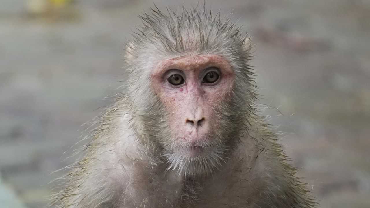 Viral News: ജീവിച്ചിരുന്നകാലത്ത് പൊന്നുപോലെ നോക്കിയ മനുഷ്യന്‍; അന്ത്യചുംബനം നല്‍കാന്‍ ഓടിയെത്തി കുരങ്ങ്‌