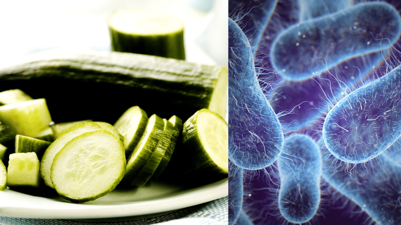 Salmonella Poisoning : സാലഡ് വെള്ളരി കഴിച്ചാലും സൂക്ഷിക്കണം, ഇതിൽ സാൽമൊണെല്ല ഉണ്ടെങ്കിൽ മരണം വരെ സംഭവിക്കാം