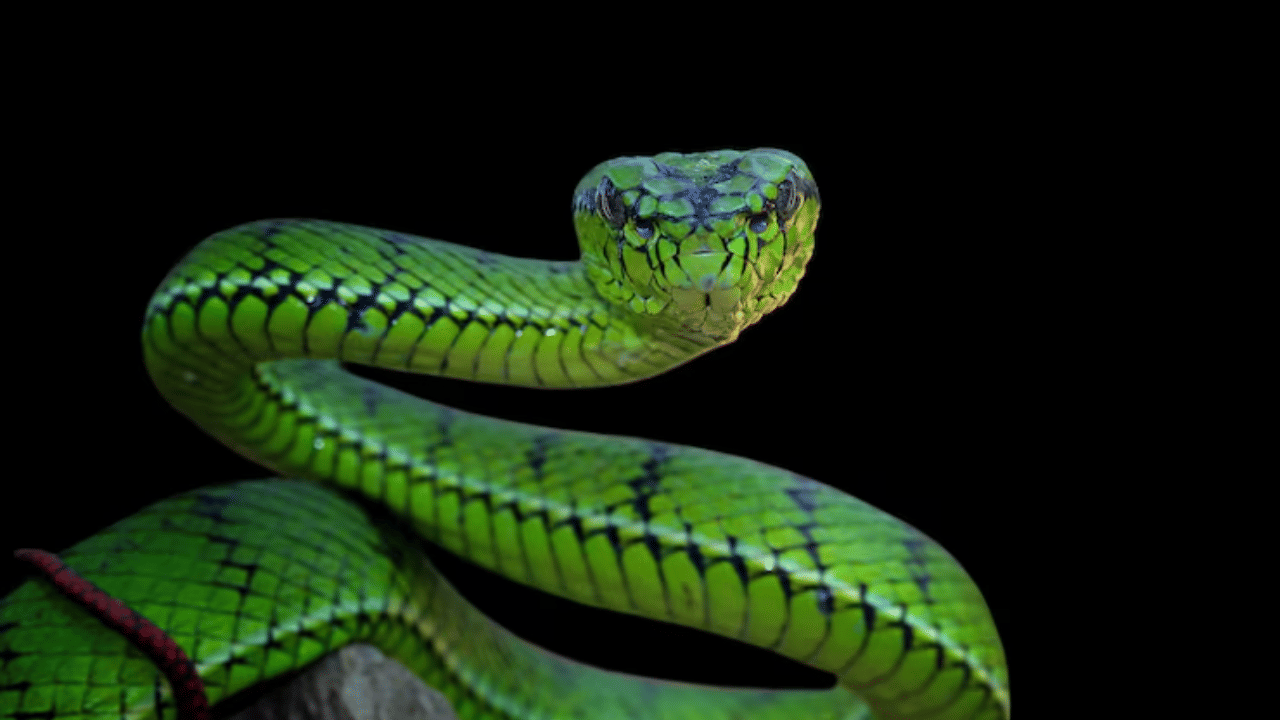 Sarpa Mobile app : സർക്കാരിന്റെ ന്യൂ വിഷപ്പാമ്പ് പിടുത്തം, വിവരങ്ങളും സഹായവുമായി ഉഷാറാണ് സർപ്പ മൊബൈൽ ആപ്പ്