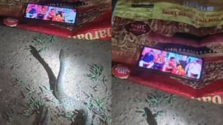 Viral CCTV Footage: എന്തൊരു ക്രൂരതയാണിത്, കെട്ടിടത്തിനു മുകളിൽ നിന്ന് പൂച്ചയെ വലിച്ചെറിഞ്ഞു കൊന്നയാളുടെ ദൃശ്യം വൈറലാകുന്നു