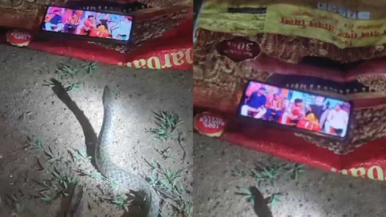 Viral Video: പാമ്പ് പോലും പവൻ സിംഗിന്റെ ആരാധകനായി മാറി! മൊബൈൽ നോക്കുന്ന പാമ്പിന്റെ വീഡിയോ വൈറൽ