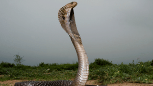 Snakebite Deaths: പ്രതിവർഷം 58,000 പേർ പാമ്പ് കടിയേറ്റ് മരിക്കുന്നു; ലോകത്ത് ഇന്ത്യ മുന്നിൽ