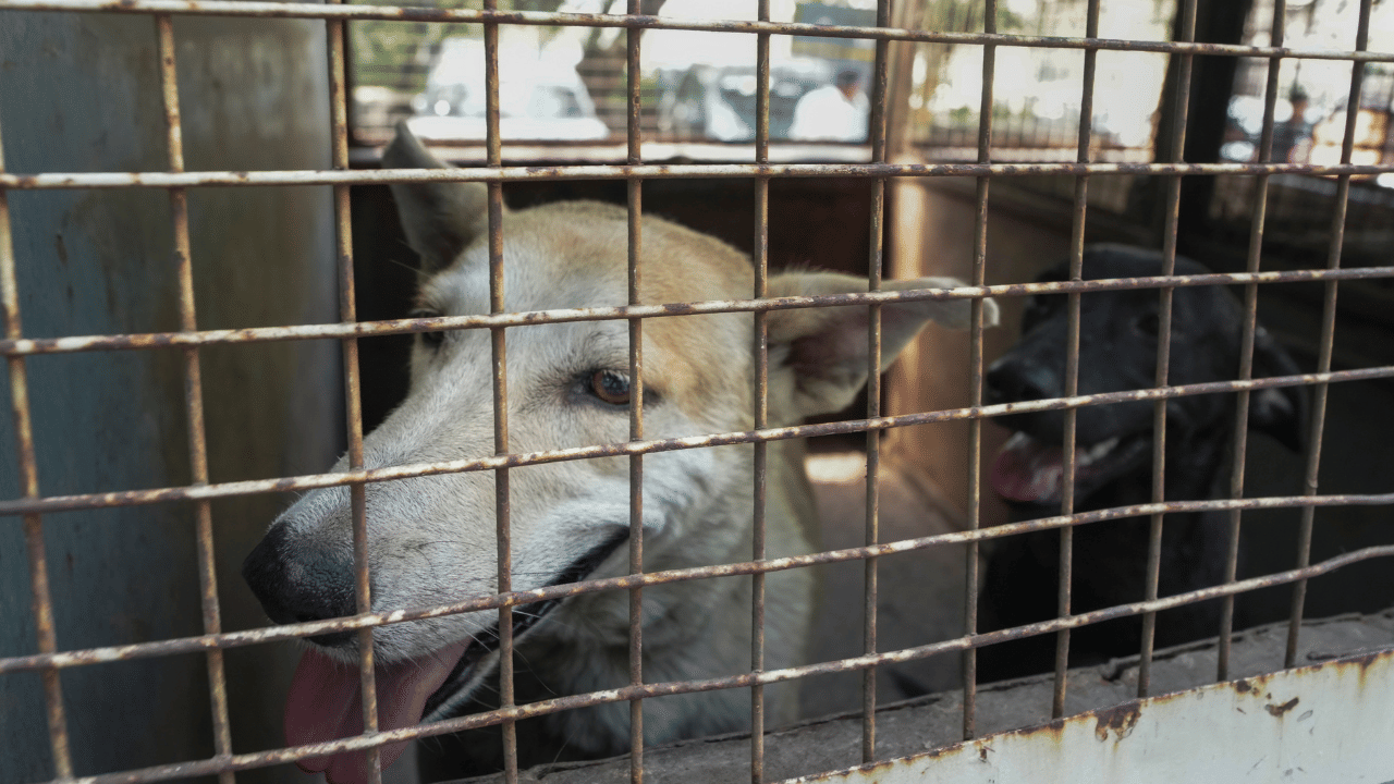 Kottarakkara ‌Abandoning Dogs: ലോറി നിറയെ നായ്ക്കൾ; ആളൊഴിഞ്ഞ പറമ്പിൽ ഉപേക്ഷിക്കാൻ ശ്രമിക്കുന്നതിനിടെ പിടിയിൽ