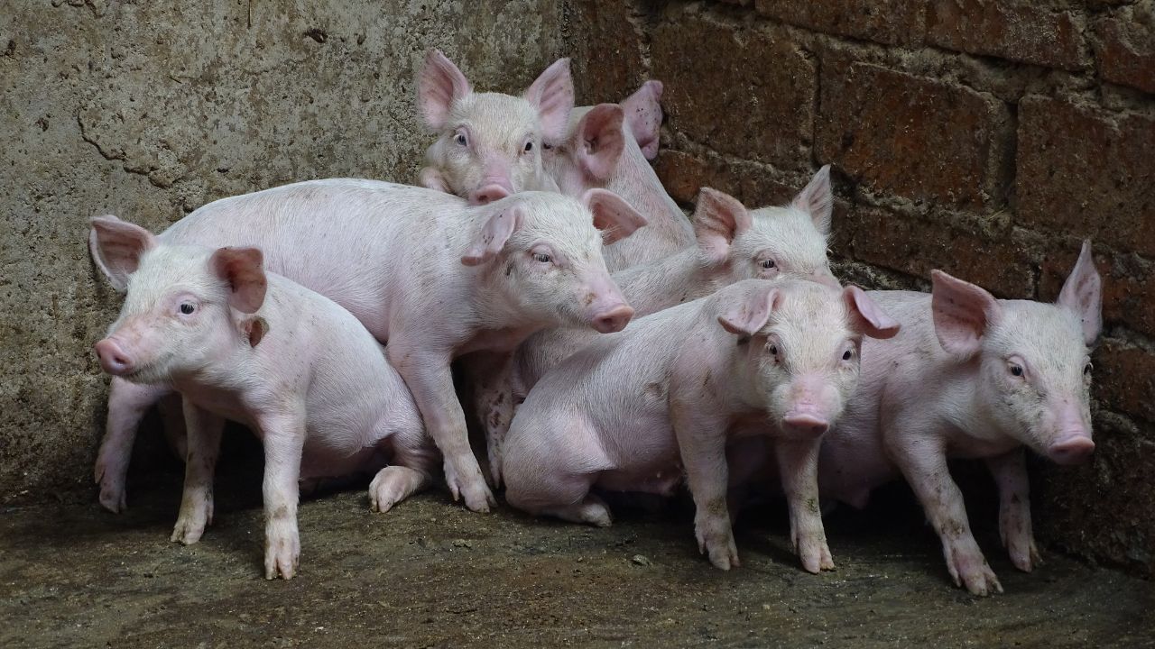 African Swine Flu: എറണാകുളത്ത് ആഫ്രിക്കന്‍ പന്നിപ്പനി സ്ഥിരീകരിച്ചു