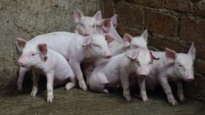 African Swine Flu: എറണാകുളത്ത് ആഫ്രിക്കന്‍ പന്നിപ്പനി സ്ഥിരീകരിച്ചു