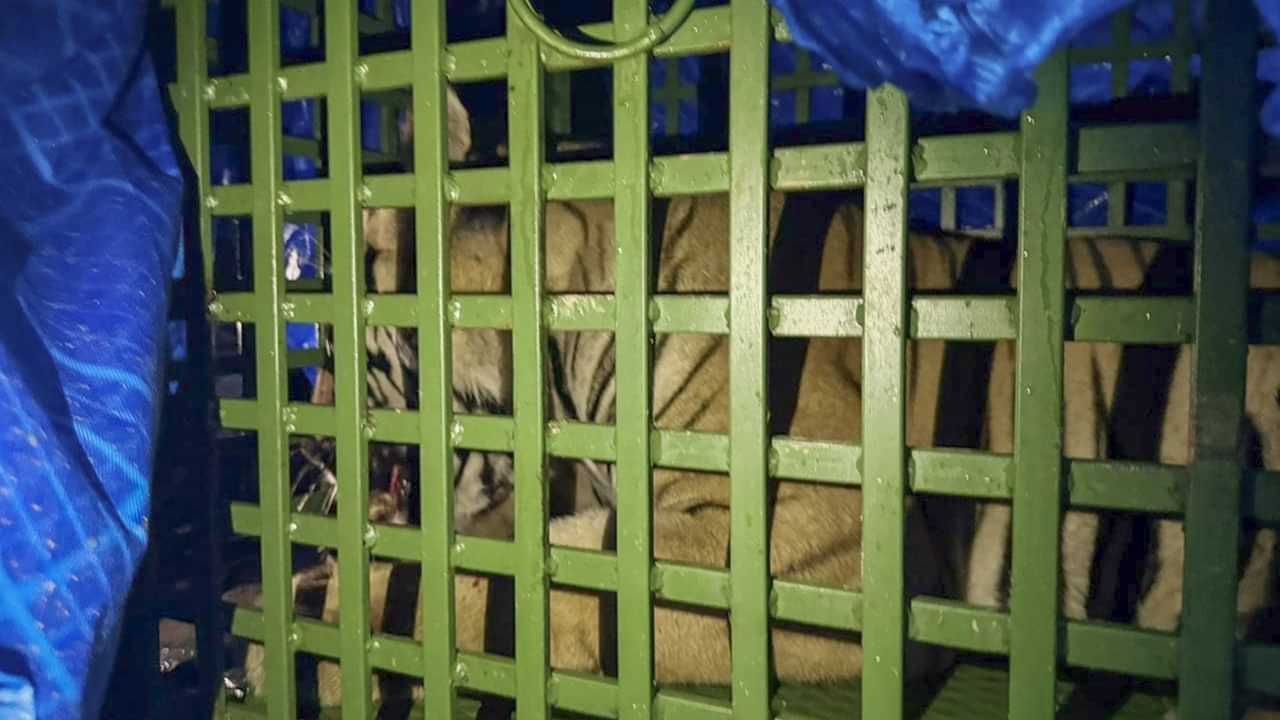 Viral News: വീട്ടിനുള്ളില്‍ കയറിയ കടുവയെ വീട്ടുടമ പൂട്ടിയിട്ടത് മണിക്കൂറുകളോളം; ഒടുവില്‍