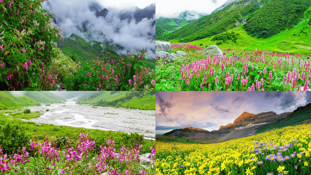 Valley of Flowers: 300 ഇനം ഹിമാലയൻ സസ്യജാലങ്ങൾ, ഓർക്കിഡുകളും; ഉത്തരാഖണ്ഡിലെ പൂക്കളുടെ താഴ്വര കാണാൻ പോയാലോ Valley of Flowers: 300 ഇനം ഹിമാലയൻ സസ്യജാലങ്ങൾ, ഓർക്കിഡുകളും; ഉത്തരാഖണ്ഡിലെ പൂക്കളുടെ താഴ്വര കാണാൻ പോയാലോ
