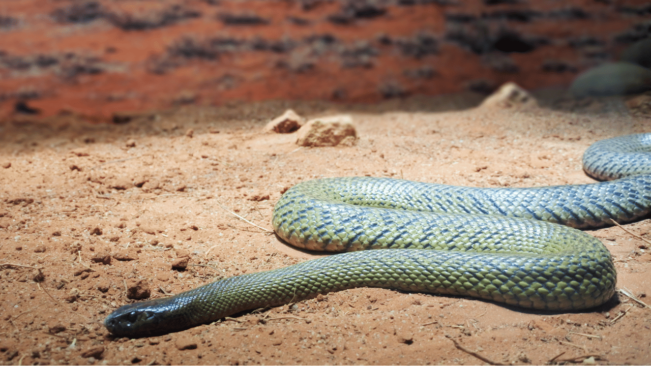 Viral News: കൊടും വിഷമുള്ള പാമ്പ് കടിച്ചു; യുവാവ് രക്ഷപ്പെട്ടു, അഞ്ച് മിനിറ്റിൽ പാമ്പ് ചത്തു, ഞെട്ടി ഡോക്ടർമാർ Viral News: കൊടും വിഷമുള്ള പാമ്പ് കടിച്ചു; യുവാവ് രക്ഷപ്പെട്ടു, അഞ്ച് മിനിറ്റിൽ പാമ്പ് ചത്തു, ഞെട്ടി ഡോക്ടർമാർ