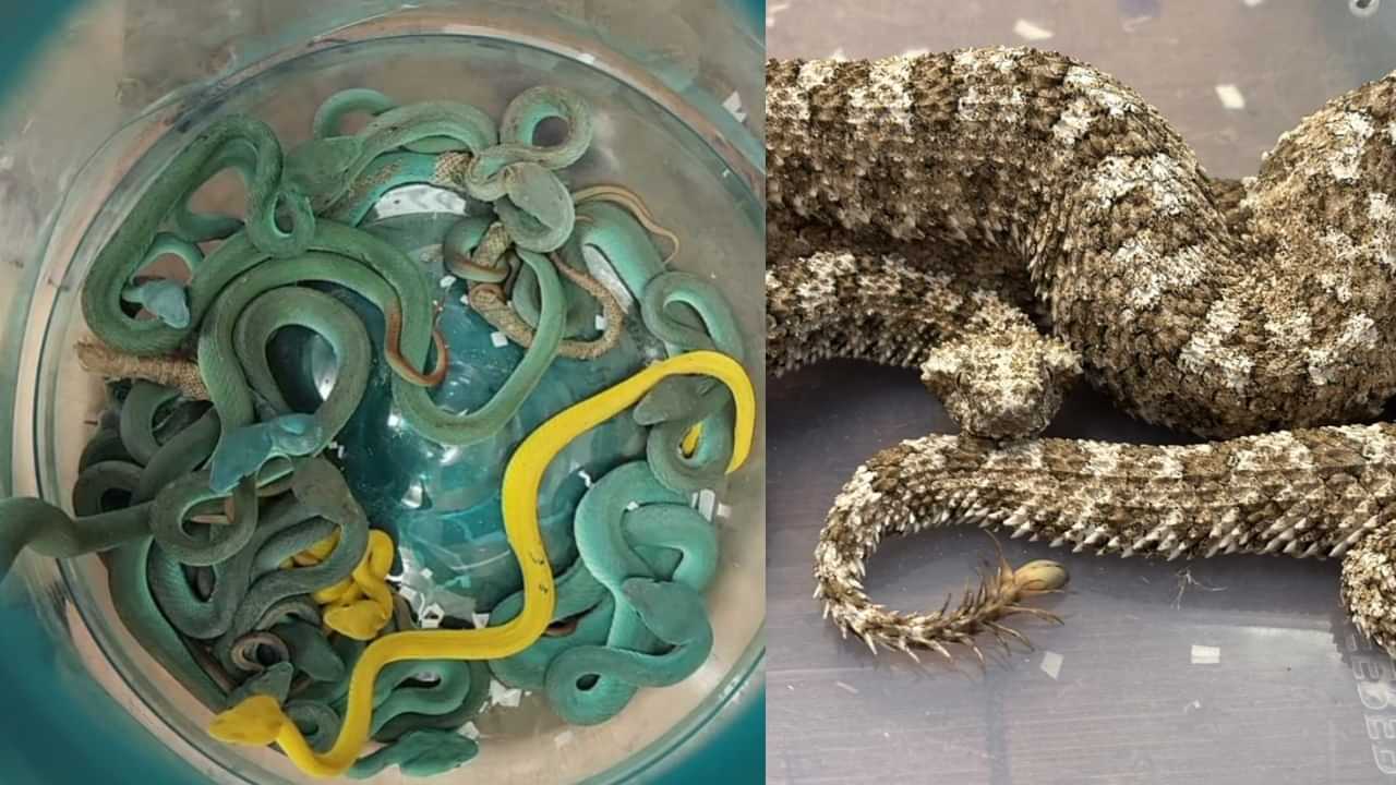 Viral News: 47 അണലികൾ ബാഗിൽ; തായ്ലൻ്റിൽ നിന്നെത്തിയ ഇന്ത്യക്കാരൻ്റെ ബാഗ് തുറന്നവർ ഞെട്ടി