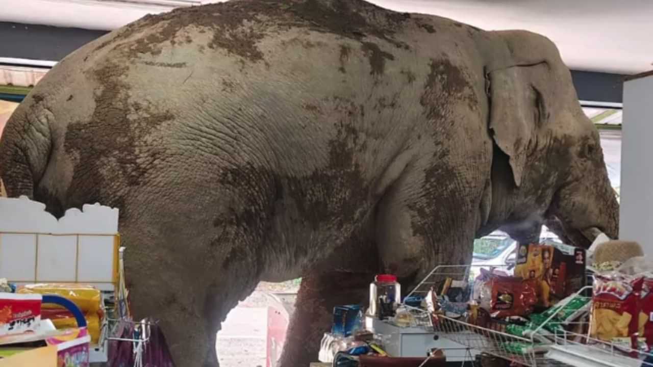 Viral Video: വിശന്നു വലഞ്ഞ ആന, ഭക്ഷണം തേടി അടുത്തുള്ള സൂപ്പർമാർക്കറ്റിൽ- വീഡിയോ വൈറൽ Viral Video: വിശന്നു വലഞ്ഞ ആന, ഭക്ഷണം തേടി അടുത്തുള്ള സൂപ്പർമാർക്കറ്റിൽ- വീഡിയോ വൈറൽ