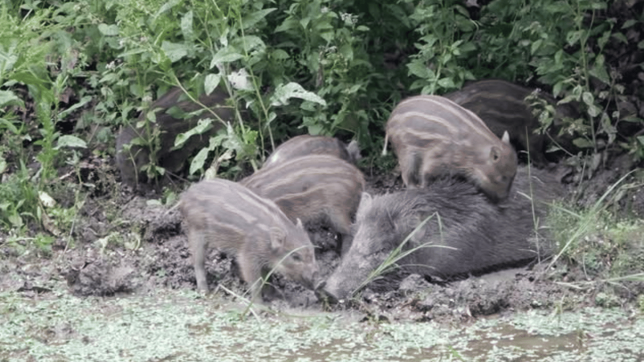 25 Wild Boars Shot Dead: ശല്യം സഹിക്കവയ്യ; അമരമ്പലത്ത് 25 കാട്ടുപന്നികളെ വെടിവെച്ച് കൊന്നു, വനത്തിൽ സംസ്കരിച്ചു 25 Wild Boars Shot Dead: ശല്യം സഹിക്കവയ്യ; അമരമ്പലത്ത് 25 കാട്ടുപന്നികളെ വെടിവെച്ച് കൊന്നു, വനത്തിൽ സംസ്കരിച്ചു