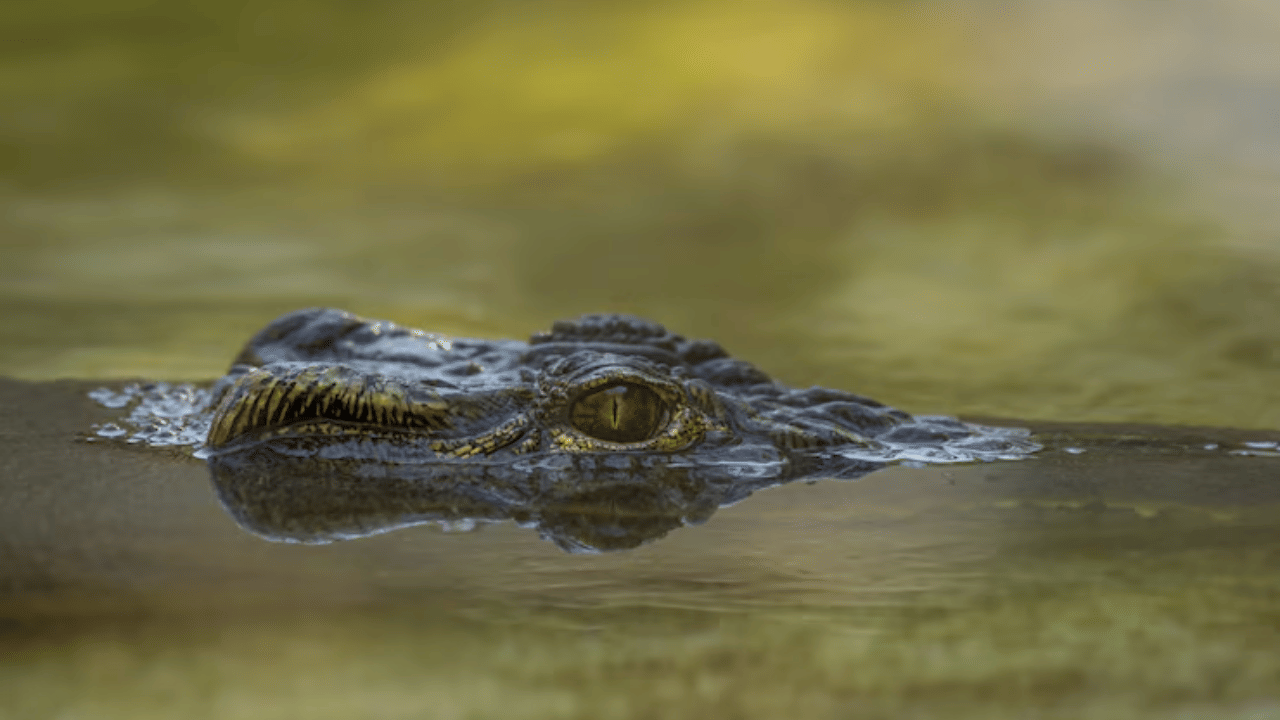 Viral video : ചത്തെന്നു കരുതി, കോലുകൊണ്ടു കുത്തിയപ്പോൾ കുതിച്ചു ചാടി, ഈ മുതലയാണ് ഇപ്പോൾ താരം