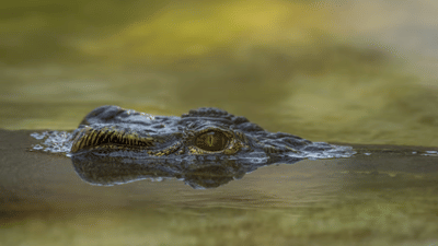 Viral video : ചത്തെന്നു കരുതി, കോലുകൊണ്ടു കുത്തിയപ്പോൾ കുതിച്ചു ചാടി, ഈ മുതലയാണ് ഇപ്പോൾ താരം