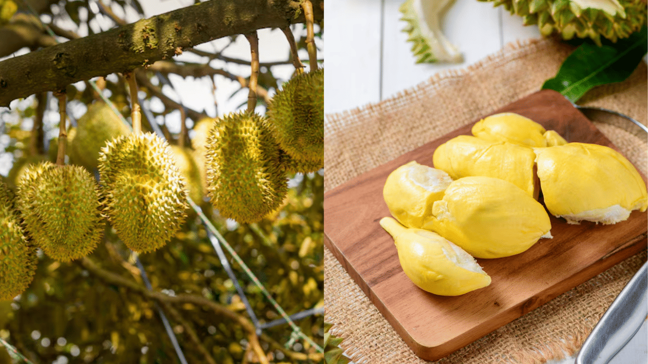 ​Durian Fruit: ഗുണങ്ങളിൽ മുന്നിൽ, മണമോ അസഹ്യം! ഈ പഴങ്ങളുടെ രാജാവിനെ അറിയാമോ