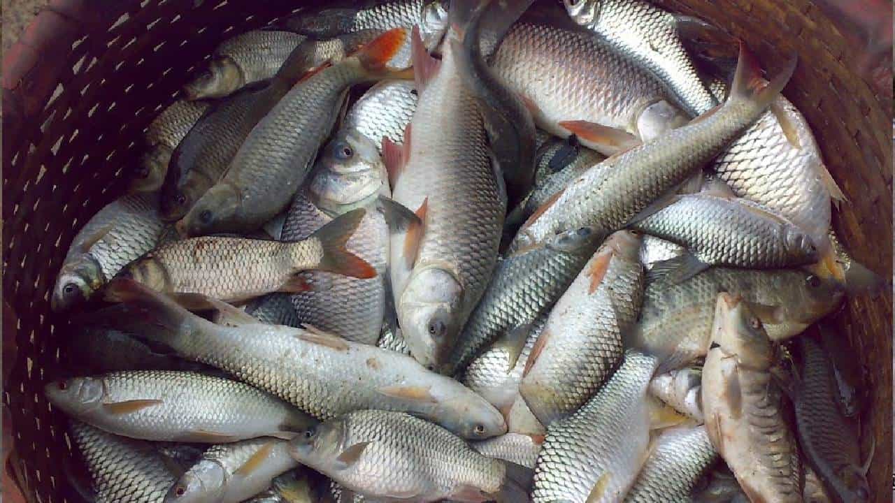 Freshwater Fish: കടൽ മീൻ കഴിക്കാൻ ആശങ്ക? പുഴ മീനിന് പ്രിയമേറുന്നു; വിൽപ്പനയിൽ മുൻപിൽ.. ​ഗുണത്തിലും