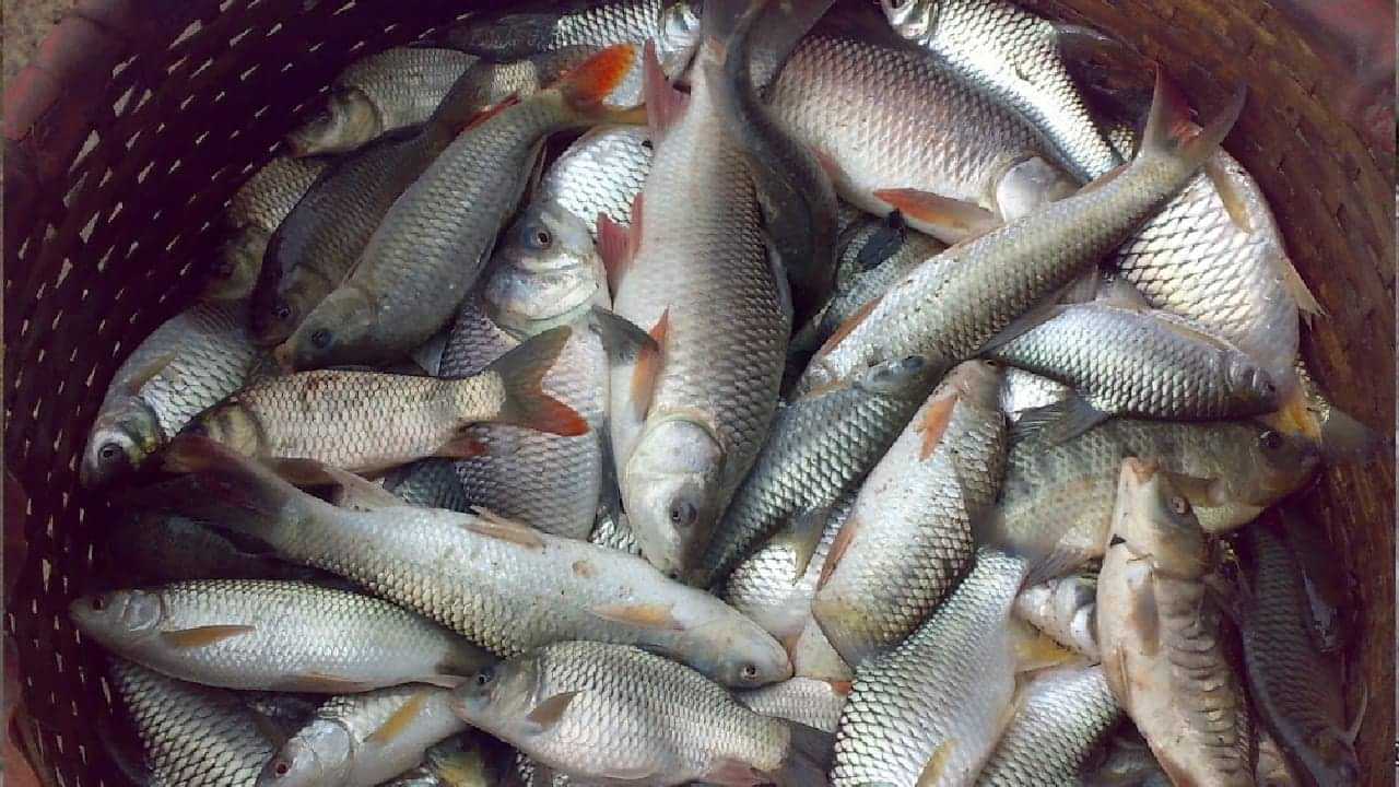Freshwater Fish: കടൽ മീൻ കഴിക്കാൻ ആശങ്ക? പുഴ മീനിന് പ്രിയമേറുന്നു; വിൽപ്പനയിൽ മുൻപിൽ.. ​ഗുണത്തിലും
