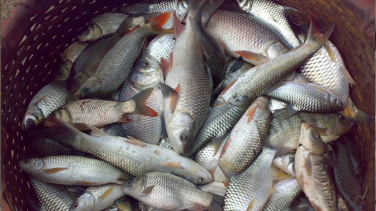 Freshwater Fish: കടൽ മീൻ കഴിക്കാൻ ആശങ്ക? പുഴ മീനിന് പ്രിയമേറുന്നു; വിൽപ്പനയിൽ മുൻപിൽ.. ഗുണത്തിലും Freshwater Fish: കടൽ മീൻ കഴിക്കാൻ ആശങ്ക? പുഴ മീനിന് പ്രിയമേറുന്നു; വിൽപ്പനയിൽ മുൻപിൽ.. ഗുണത്തിലും