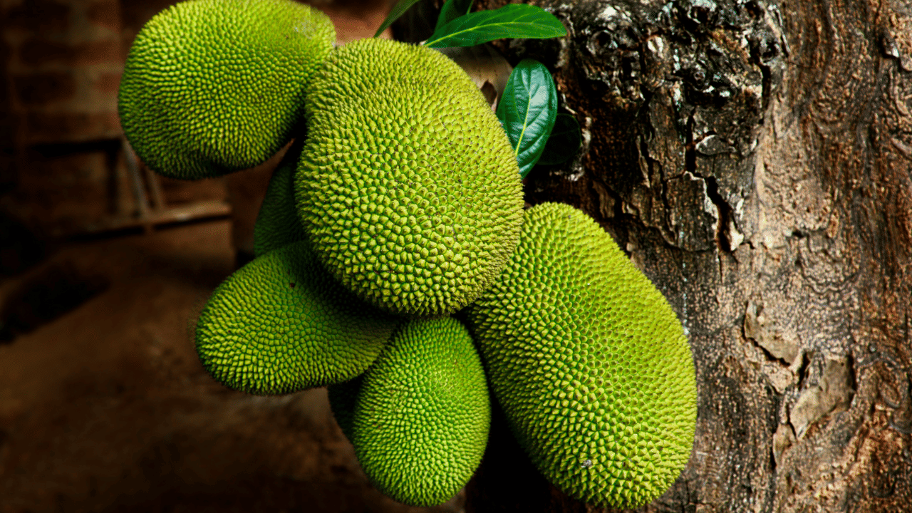 Jackfruit Production: ഏറ്റവും കൂടുതൽ ചക്ക കഴിക്കുന്ന രാജ്യക്കാർ ആരെന്ന് അറിയുമോ? Jackfruit Production: ഏറ്റവും കൂടുതൽ ചക്ക കഴിക്കുന്ന രാജ്യക്കാർ ആരെന്ന് അറിയുമോ?