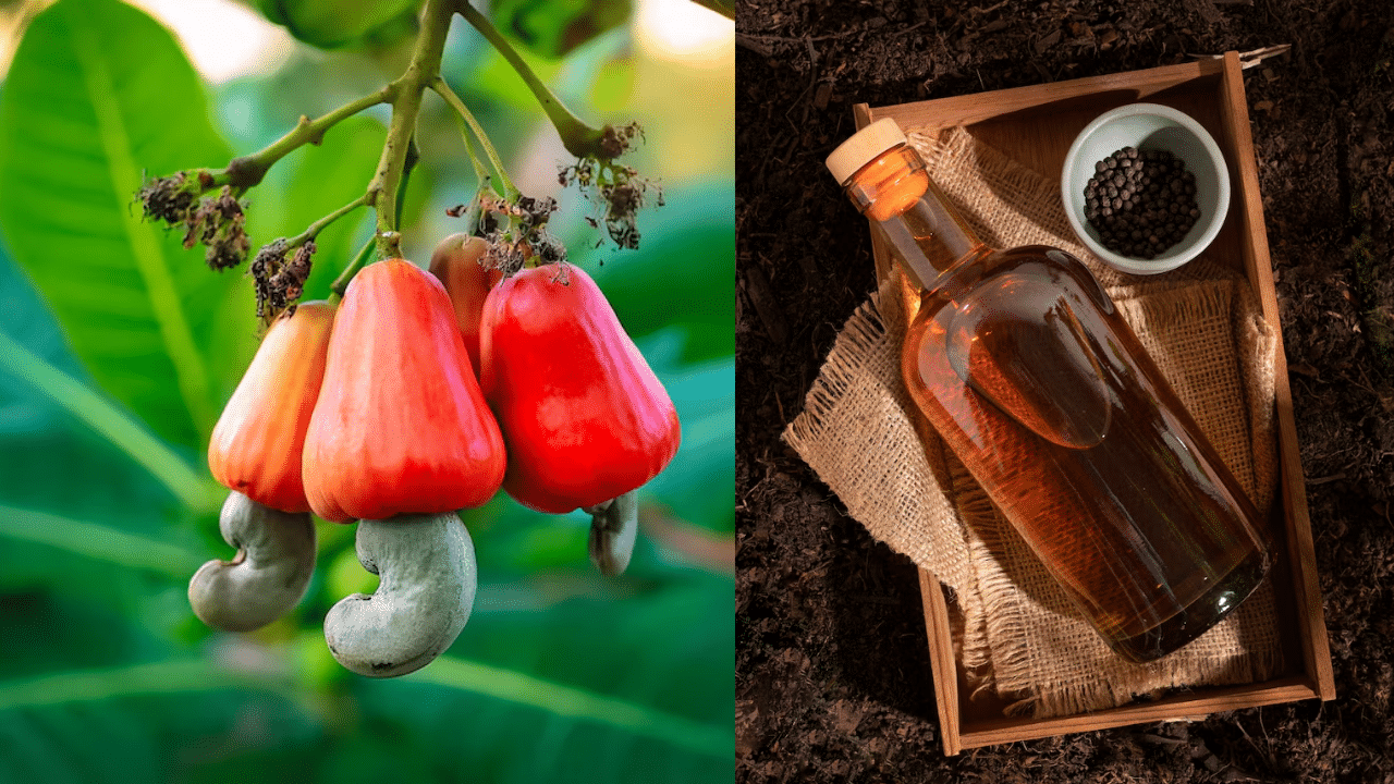 Kannur Feni: നമ്മുടെ സ്വന്തം ‘കണ്ണൂർ ഫെനി’ ഔദ്യോഗികമായി പുറത്തിറങ്ങുന്നു Kannur Feni: നമ്മുടെ സ്വന്തം ‘കണ്ണൂർ ഫെനി’ ഔദ്യോഗികമായി പുറത്തിറങ്ങുന്നു