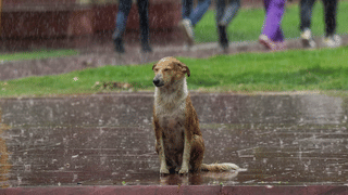Kerala Rain: ജാഗ്രത കൈവിടല്ലേ; പാലക്കാടും കാസര്‍കോടുമായി മൂന്നുപേര്‍ പുഴയില്‍ ഒഴുക്കില്‍പെട്ടു