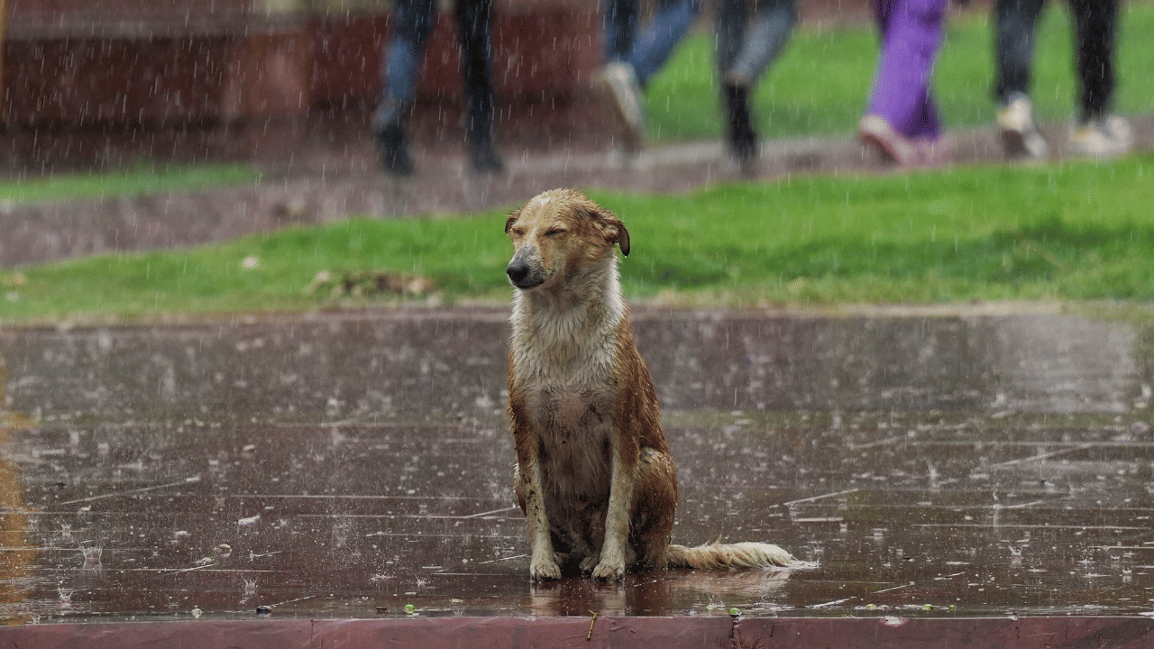 Kerala Rain alert: മാറ്റമില്ലാതെ മഴ, പ്രളയത്തിനും സാധ്യത, അഞ്ചിടങ്ങളിൽ റെഡ് അലർട്ട്