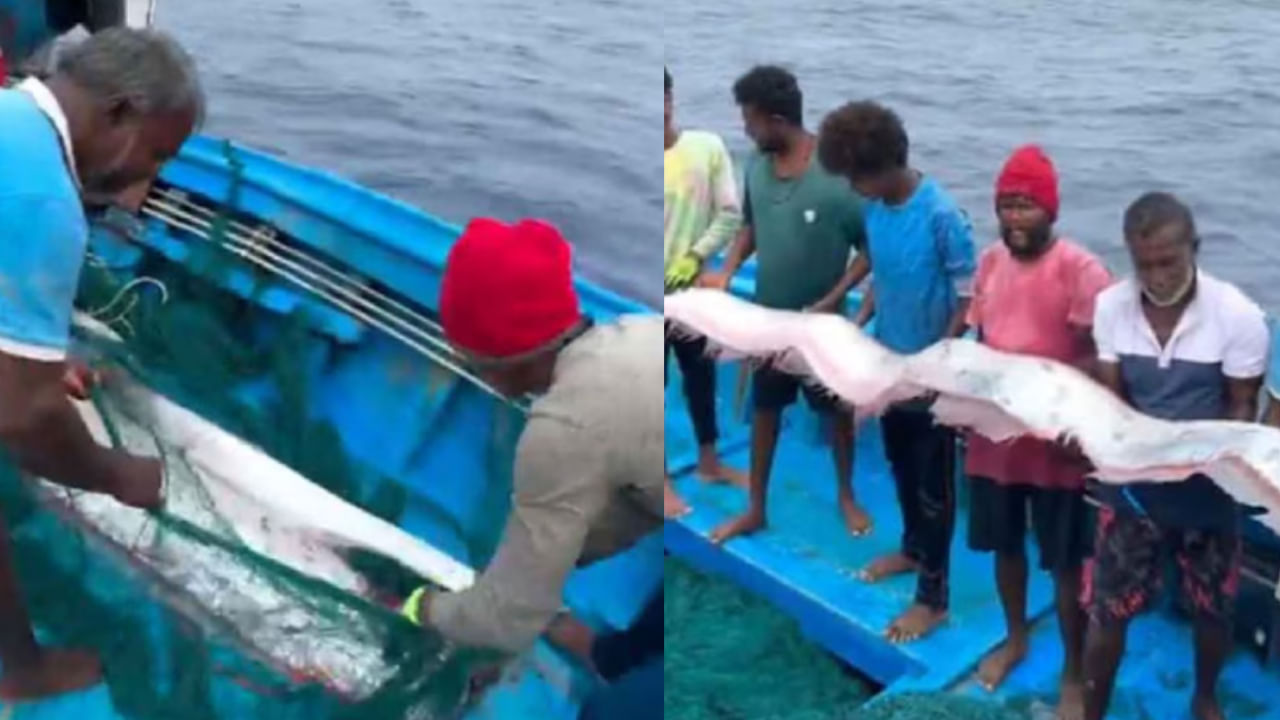 Oarfish: ദുരന്ത സൂചനയോ? തമിഴ്നാട് തീരത്ത് വലയിൽ കുടുങ്ങി ഓർ മത്സ്യം