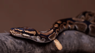 Mumbai Auto driver: എംബിഎക്കാരനേയല്ല, ഓട്ടോഡ്രൈവർ…. മാസം സമ്പാദിക്കുന്നത് 8 ലക്ഷം