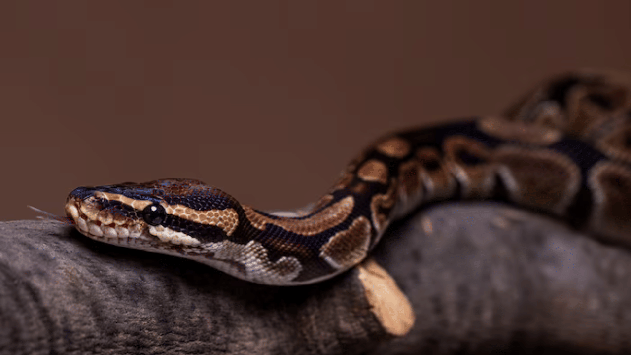 Python at Mumbai street: മുംബൈയിലെ വെള്ളപ്പൊക്കത്തിൽ പ്രത്യക്ഷപ്പെട്ട റോക്ക് പൈത്തൻ വൈറലാകുന്നു