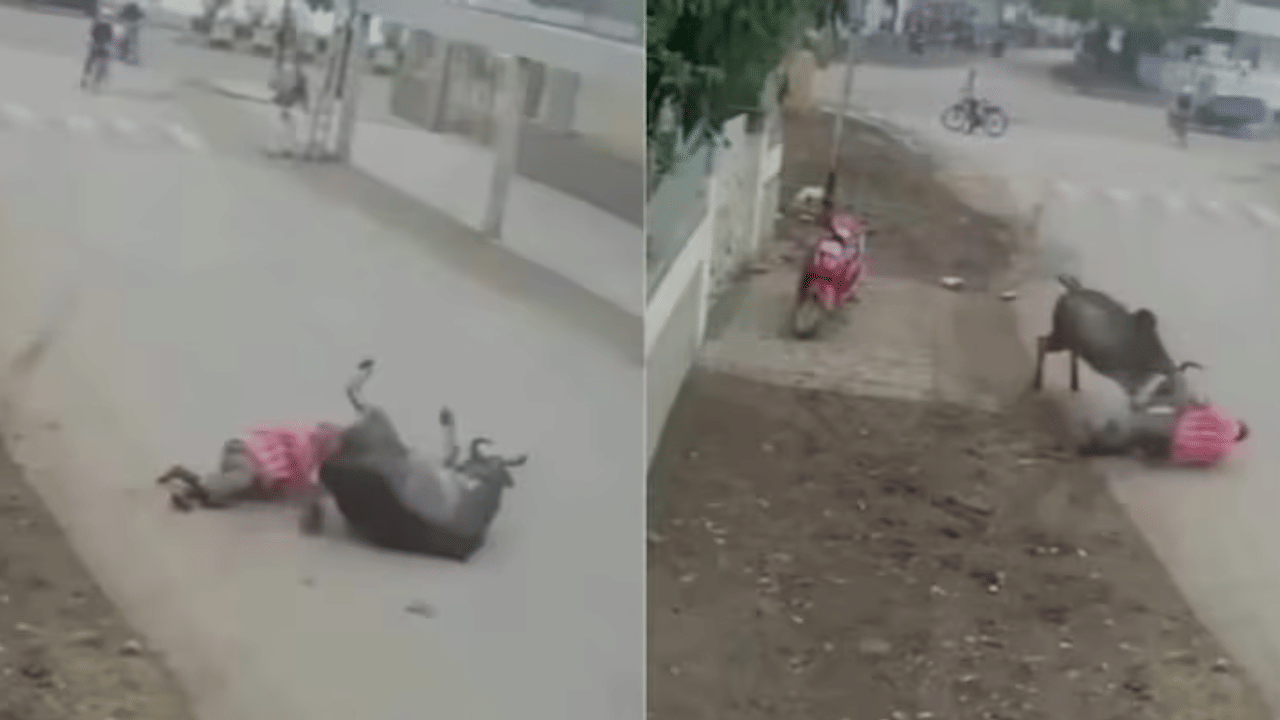 Delhi bull attack: തെരുവ് കാളയുടെ ആക്രമണം: ഡൽഹിയിൽ ഒരാൾക്ക് ഗുരുതര പരിക്ക്, നടുക്കുന്ന ദൃശ്യങ്ങൾ പുറത്ത്