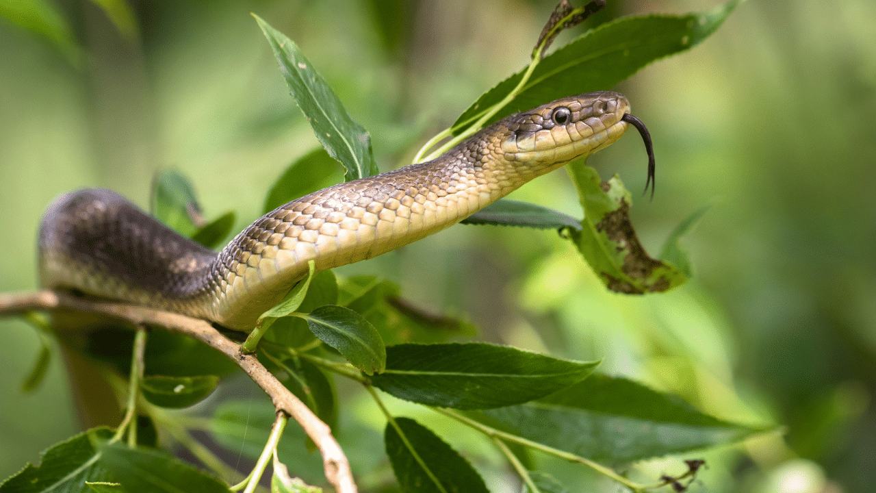 Snake at Monsoon: മഴക്കാലത്ത് പാമ്പുശല്യം രൂക്ഷമാകുന്നത് എന്തുകൊണ്ട് Snake at Monsoon: മഴക്കാലത്ത് പാമ്പുശല്യം രൂക്ഷമാകുന്നത് എന്തുകൊണ്ട്