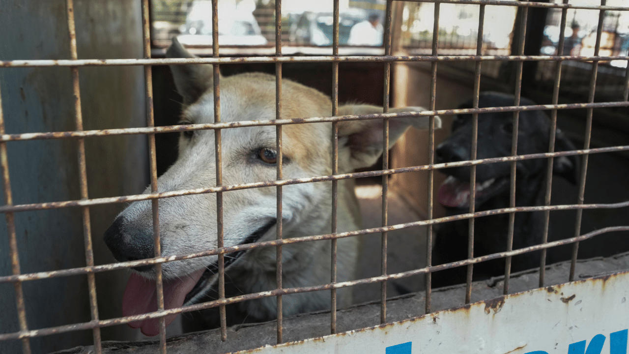 Stray Dog Attack: വീണ്ടും തെരുവ് നായ ആക്രമണം; പാമ്പാടിയിൽ നാല് പേർക്ക് കടിയേറ്റു