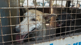 Stray Dog Attack: വീണ്ടും തെരുവ് നായ ആക്രമണം; പാമ്പാടിയിൽ നാല് പേർക്ക് കടിയേറ്റു Stray Dog Attack: വീണ്ടും തെരുവ് നായ ആക്രമണം; പാമ്പാടിയിൽ നാല് പേർക്ക് കടിയേറ്റു...