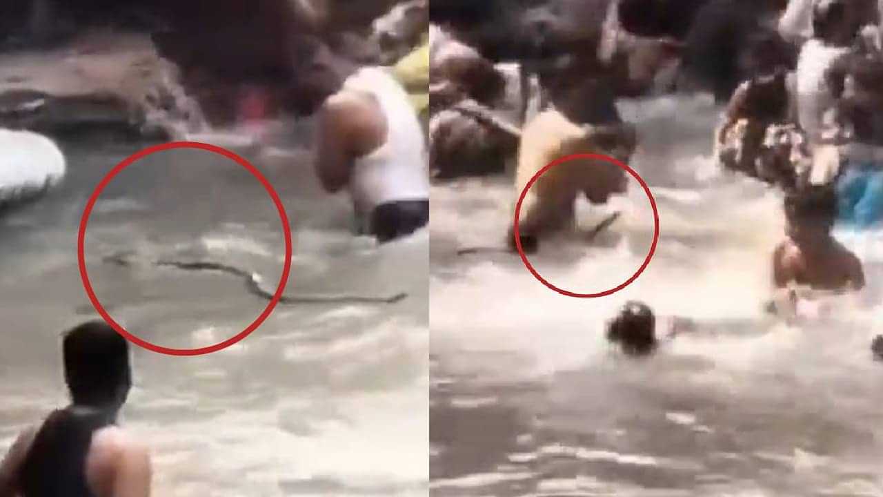 Viral Video: നീന്തി കുളിക്കാൻ ഇഴഞ്ഞെത്തി! വെള്ളച്ചാട്ടത്തിൽ പാമ്പ്; പരിഭ്രാന്തരായി വിനോദ സഞ്ചാരികൾ