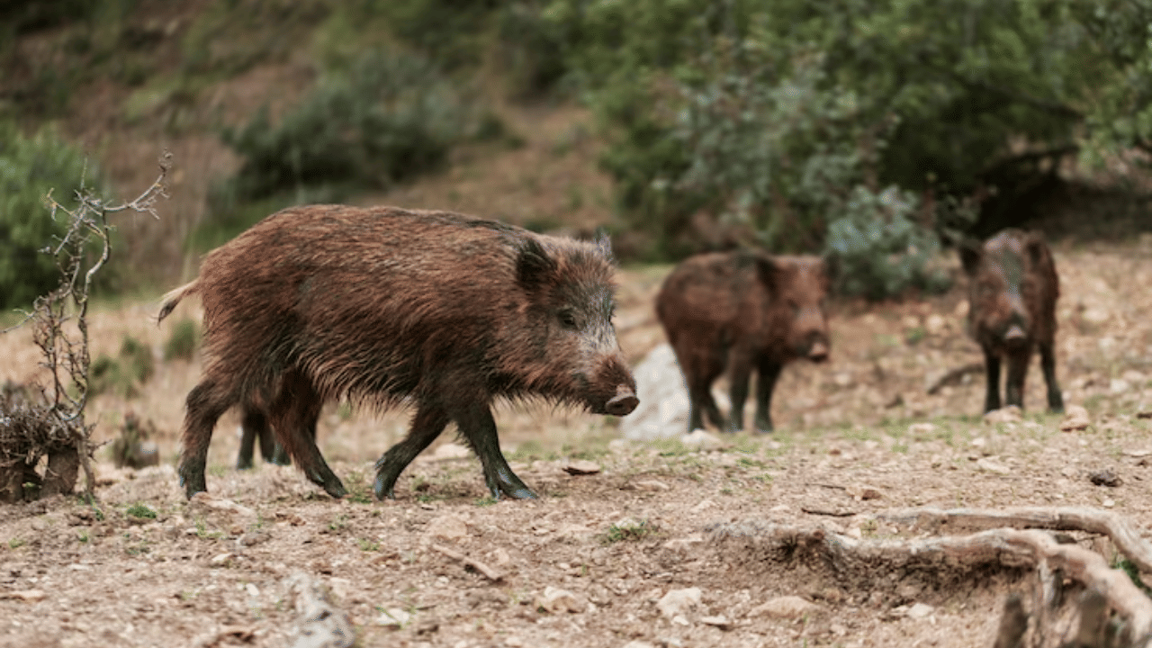 Wild Boar: കാട്ടുപന്നി ക്ഷുദ്രജീവിയല്ല, കേരളത്തിന്റെ ആവശ്യം തള്ളി കേന്ദ്രം