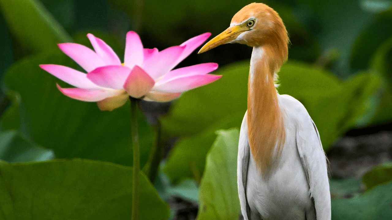 കശ്മീരിലെ വുളർ തടാകം വീണ്ടും താമരപ്പൂക്കളാൽ നിറയുന്നു, 30 വർഷം മുൻപുണ്ടായ വെള്ളപ്പൊക്കത്തിൽ താമരകൾ പൂർണ്ണമായും നശിച്ചതിന് ശേഷമാണിത്. 