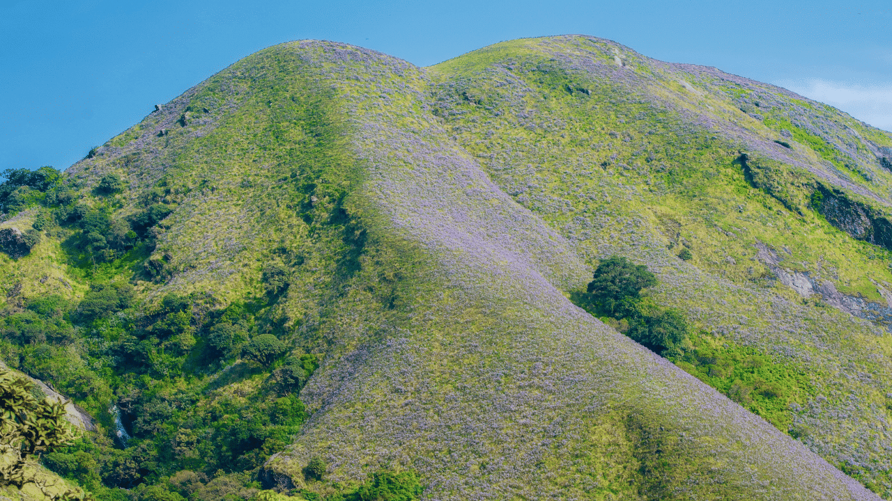 പശ്ചിമഘട്ടത്തിൽ 12 വർഷത്തിലൊരിക്കൽ പൂക്കുന്ന നീലക്കുറിഞ്ഞി ചെടികളുടെ എണ്ണം 500-ൽ താഴെയായി കുറഞ്ഞു, ഇതിന് പ്രധാന കാരണം ആവാസവ്യവസ്ഥയുടെ നഷ്ടമാണ് എന്ന് ബൊട്ടാണിക്കൽ സർവേ ഓഫ് ഇന്ത്യ (ബിഎസ്ഐ) ദേശീയ ഹരിത ട്രൈബ്യൂണലിനെ (എൻജിടി) അറിയിച്ചു.