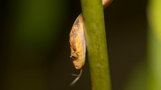 Hair Growth Tips: രാത്രിയില്‍ എണ്ണ തേച്ച് കിടക്കുന്നത് മുടി വളര്‍ച്ചയ്ക്ക് സഹായിക്കുമോ?