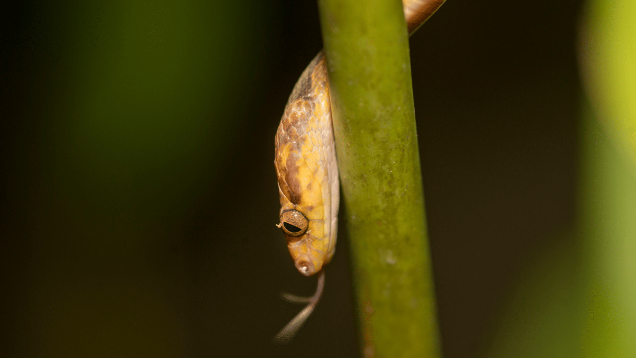 ഒളിത്താവളം: മുളങ്കാടുകൾ ഇടതൂർന്നതും നിബിഡവുമാണ്. ഇത് പാമ്പുകൾക്ക് സുരക്ഷിതമായി ഒളിച്ചിരിക്കാനും ശത്രുക്കളിൽ നിന്ന് രക്ഷപ്പെടാനും പറ്റിയ ഒരിടം ഒരുക്കുന്നു.