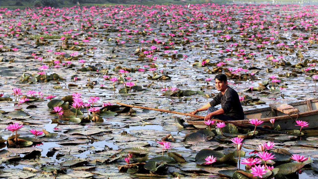 വുളർ സംരക്ഷണ, മാനേജ്‌മെൻ്റ് അതോറിറ്റിയുടെ കഠിനാധ്വാനമാണ് ഈ തിരിച്ചുവരവിന് പിന്നിൽ. തടാകത്തിലെ അടിഞ്ഞുകൂടിയ ചെളി നീക്കം ചെയ്തതോടെ, മണ്ണിൽ ആഴത്തിൽ കുഴിച്ചുമൂടപ്പെട്ട താമര വിത്തുകൾക്ക് വീണ്ടും വളരാൻ സാധിച്ചു.