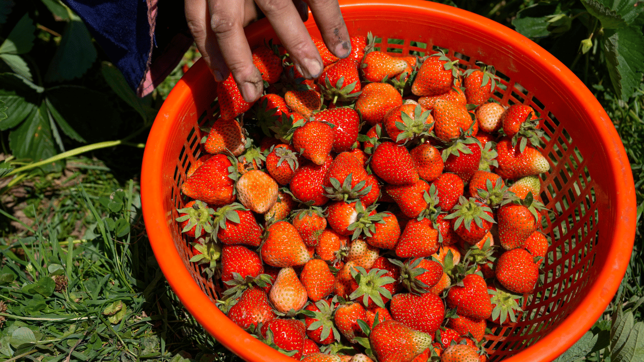 സ്ട്രോബെറി: കലോറി വളരെ കുറവായ സ്ട്രോബെറി നിങ്ങളുടെ ഡയറ്റിൽ ഉൾപ്പെടുത്താൻ എളുപ്പമാണ്. കിവി: ദഹനം മെച്ചപ്പെടുത്താൻ സഹായിക്കുന്ന ആക്റ്റിനിഡൈൻ എന്ന എൻസൈം കിവിയിൽ അടങ്ങിയിരിക്കുന്നു. നല്ല ദഹനവും ശരീരഭാരം കുറയ്ക്കുന്നതും തമ്മിൽ അഭേദ്യമായ ബന്ധമുണ്ട്.