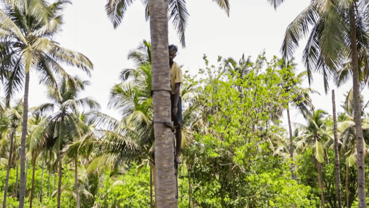 വെളിച്ചെണ്ണ ഉത്പാദനത്തിന് കേരളത്തിൽ ഏറ്റവും അധികം ആവശ്യമായ കൊപ്രയുടെ വലിയൊരു വിഭാഗം തമിഴ്നാട് കർണാടക തുടങ്ങിയ സംസ്ഥാനങ്ങളിൽ നിന്നാണ് എത്തുന്നത്. ഈ സംസ്ഥാനങ്ങളിൽ തേങ്ങയുടെ ഉൽപാദനം കുറഞ്ഞത് കൊപ്രയുടെ ലഭ്യതയെ സാരമായി ബാധിച്ചിട്ടുണ്ട്. കരിക്കിന്റെ ഉപഭോഗം കൂടിയതും കൊപ്ര കളങ്ങൾ കാലിയായതും തമ്മിൽ ബന്ധമുണ്ടെന്ന് പറയപ്പെടുന്നു. 