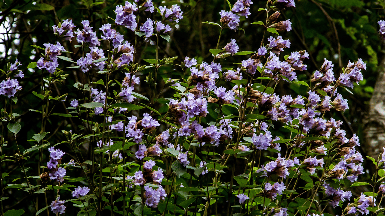 പശ്ചിമഘട്ടത്തിലെ പ്രവചനാതീതമായ കാലാവസ്ഥാ വ്യതിയാനം, നീലക്കുറിഞ്ഞിയുടെ 12 വർഷം നീണ്ട പൂക്കുന്ന ചക്രം, പരാഗണകാരികളിലുണ്ടാകുന്ന മാറ്റങ്ങൾ എന്നിവ സസ്യങ്ങളുടെ പ്രത്യുത്പാദന ശേഷിക്ക് ഭീഷണിയാണെന്നും ബിഎസ്ഐ റിപ്പോർട്ടിൽ പറയുന്നു.