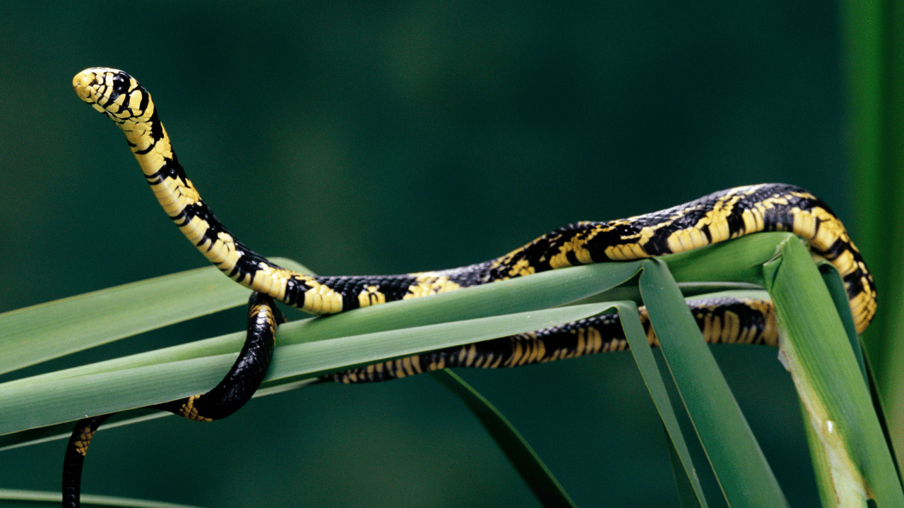 ആഹാര ലഭ്യത: മുളങ്കാടുകൾ സാധാരണയായി എലികൾ, തവളകൾ, പ്രാണികൾ, ചെറിയ പക്ഷികൾ എന്നിവയുടെ ആവാസ കേന്ദ്രമാണ്. ഇവയെല്ലാം പാമ്പുകളുടെ പ്രധാന ആഹാരമാണ്, അതിനാൽ ഇരതേടി പാമ്പുകൾ ഇവിടെയെത്താം.