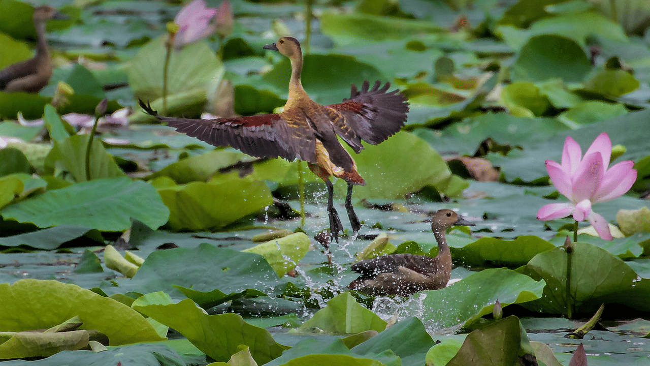 താമരത്തണ്ട്  അധവാ നാദ്രു വിളവെടുക്കുന്നത് ഇവിടുത്തെ ഒരു പരമ്പരാഗത ഉപജീവനമാർഗ്ഗമാണ്. ഈ പുനരുജ്ജീവനം പ്രദേശവാസികൾക്ക് വലിയ സാമ്പത്തിക സഹായമാകും. 1992-ലെ വെള്ളപ്പൊക്കമാണ് തടാകത്തിലെ താമരകളെ ഇല്ലാതാക്കിയത്. "ഞങ്ങൾ ഈ ദൈവാനുഗ്രഹം എന്നെന്നേക്കുമായി നഷ്ടപ്പെട്ടെന്ന് കരുതി," ഒരു പ്രദേശവാസി പറയുന്നു.