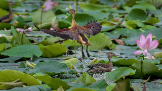 BTS Live Album: ആർമി മാർക്ക് യുവർ കലണ്ടർ, ബിടിഎസ് ലൈവ് ആൽബം ജൂലൈയിൽ