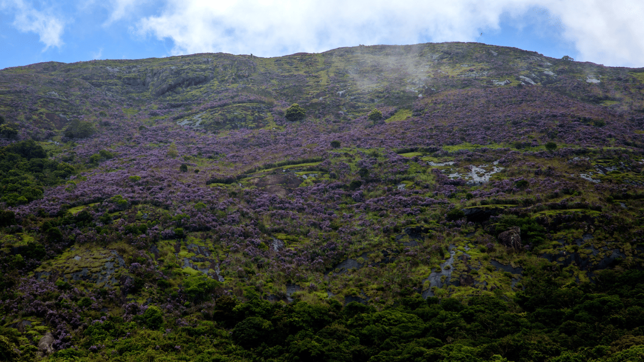 നീലക്കുറിഞ്ഞി 1,340 മുതൽ 2,600 മീറ്റർ വരെ ഉയരമുള്ള പ്രദേശങ്ങളിൽ മാത്രമേ വളരൂ എന്ന ധാരണയ്ക്ക് വിപരീതമായി, ഇത് 1,100 മീറ്റർ താഴ്ന്ന പ്രദേശങ്ങളിലെ റവന്യൂ ഭൂമിയിലും അടുത്തിടെ കണ്ടെത്തിയിട്ടുണ്ട്.