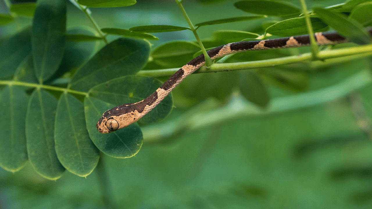 താപനില നിയന്ത്രണം: ചൂടുകൂടിയ കാലാവസ്ഥയിൽ പാമ്പുകൾക്ക് തണൽ അത്യാവശ്യമാണ്. മുളങ്കാടുകൾ നല്ല തണൽ നൽകുന്നതുകൊണ്ട് അവ പാമ്പുകൾക്ക് അനുകൂലമായ ഒരിടമായി മാറുന്നു.