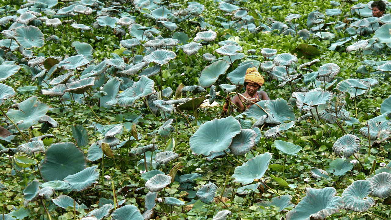 മണ്ണ് നീക്കം ചെയ്യാനുള്ള പദ്ധതി 2020-ൽ ആരംഭിച്ചു, കഴിഞ്ഞ വർഷം താമരകൾ വീണ്ടും വളരുന്നതിൻ്റെ ആദ്യ ലക്ഷണങ്ങൾ കാണിച്ചു. ഇതോടെ അതോറിറ്റി കൂടുതൽ താമര വിത്തുകൾ തടാകത്തിൽ വിതറി.